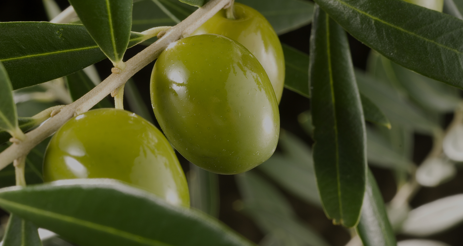 Solidate Energon | Fertilizante con aminoácidos | Solidate